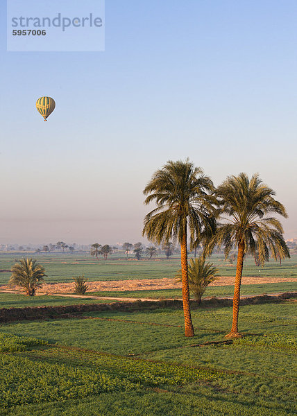 Heißluftballon wird über grüne Felder und Palmen in der Nähe von Luxor  Theben  Ägypten  Nordafrika  Afrika