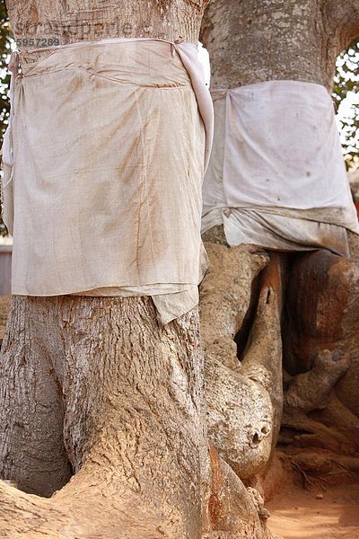 Voodoo heiliger Baum in Togoville  Togo  Westafrika  Afrika