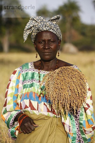 Reisanbau  Bignola  Casamance  Senegal  Westafrika  Afrika