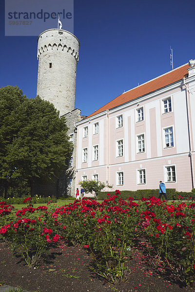 Pikk Hermann (Hermann groß) Tower am Castrum Danorum  Domberg  Tallinn  Estland  Baltikum  Europa