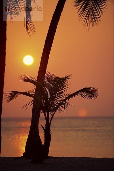 Palme silhouetted gegen den Sonnenuntergang in West Bay an der westlichen Spitze von Roatan  größte Insel der Bay Islands in Honduras  Karibik  Mittelamerika