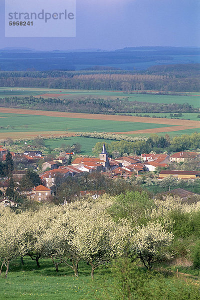 Umgeben von Mirabelle Pflaumenbäume in Blüte  Dorf von Praye  Sion Region  Meurthe-et-Moselle  Lothringen  Frankreich  Europa