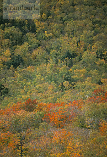 Bäume im Herbst fall ()  White Mountain National Forest  New Hampshire  New England  Vereinigte Staaten von Amerika  Nordamerika