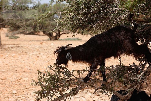 Nordafrika Ziege Capra aegagrus hircus Baum Afrika Marokko