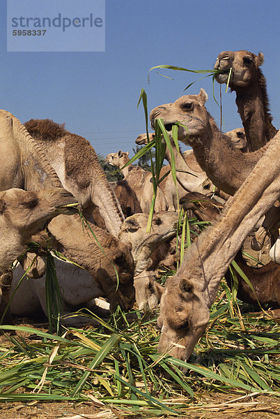 Nahaufnahme der Kamele Essen Futter auf dem Kamel Markt zu Dawra  Ägypten  Nordafrika  Afrika