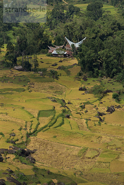 Tradition über Gebäude Feld Reis Reiskorn Ansicht Veranda Südostasien Luftbild Fernsehantenne Asien Indonesien