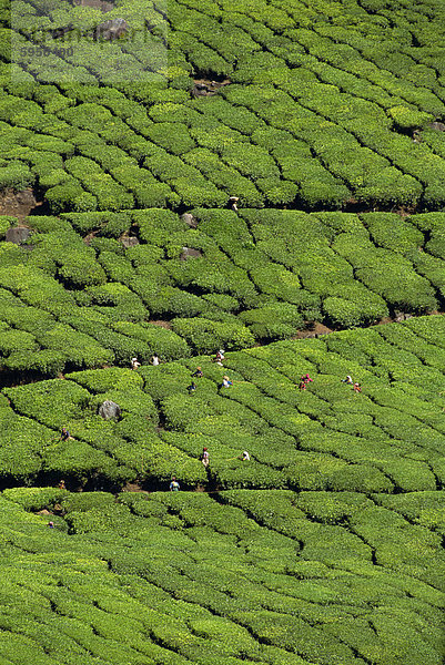 Tee-Land  Westghats nahe Munnar  Bundesstaat Kerala  Indien  Asien