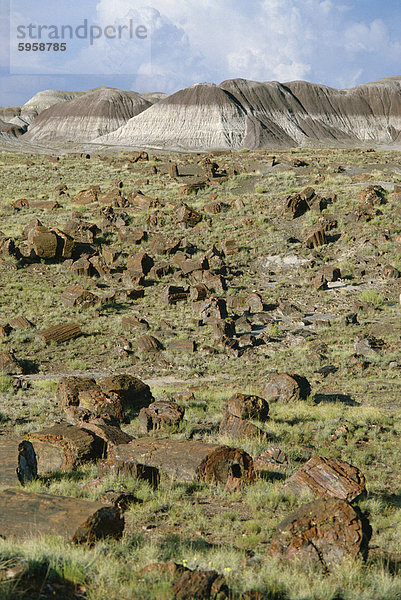 Fossil meldet sich 200 Millionen Jahre alt  verstreut über Wüste Fußboden im Nationalpark  Petrified Forest National Park  Arizona  Vereinigte Staaten von Amerika (U.S.A.)  Nordamerika