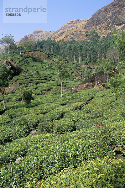 Teeplantage  Munnar  Westghats  Kerala Zustand  Indien  Asien