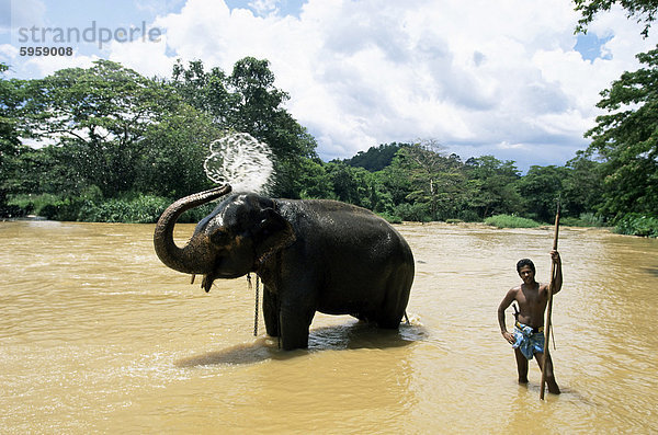 Elefanten Baden im Fluss nach einem Arbeitstag  Kandy-Bereich  Sri Lanka  Asien