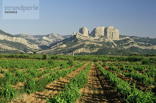 Weinberge von der Terra Alta  in der Nähe von Tarragona  Katalonien  Spanien  Europa