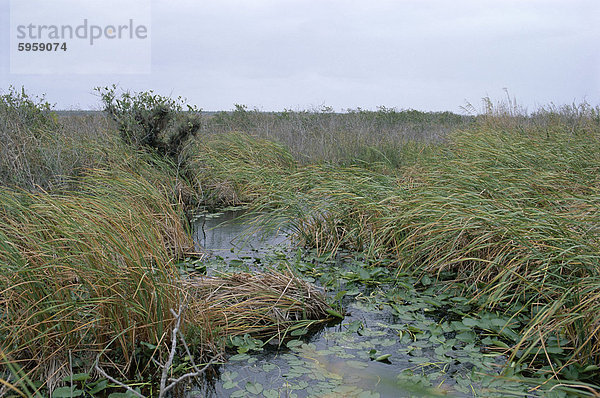 Anhinga Spur  Everglades National Park  UNESCO Weltkulturerbe  Florida  Vereinigte Staaten von Amerika (U.S.A.)  Nordamerika