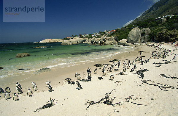 Kolonie der Esel Pinguine  Boulders Beach  in der Nähe von Simons Town  False Bay  Kapprovinz  Südafrika  Afrika