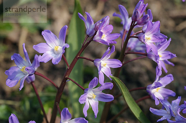 Lila Blüten der Chionodoxa Siehei  aufgenommen im April