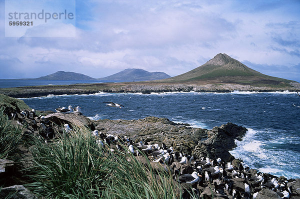Kirchturm Jason Island und Verschachtelung schwarz-Granada Albatross  Falkland-Inseln  Südamerika