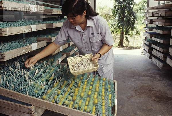 Seidenraupen in Jim Thomson Silk Factory in Korat  Thailand  Südostasien  Asien