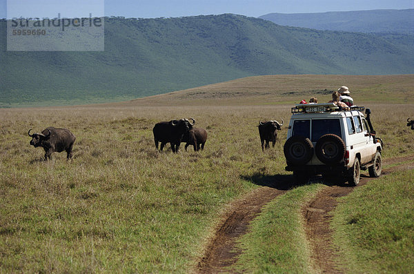 Touristen anzeigen Büffel von Allradantrieb  Ngorongoro Krater  UNESCO Weltkulturerbe  Tansania  Ostafrika  Afrika