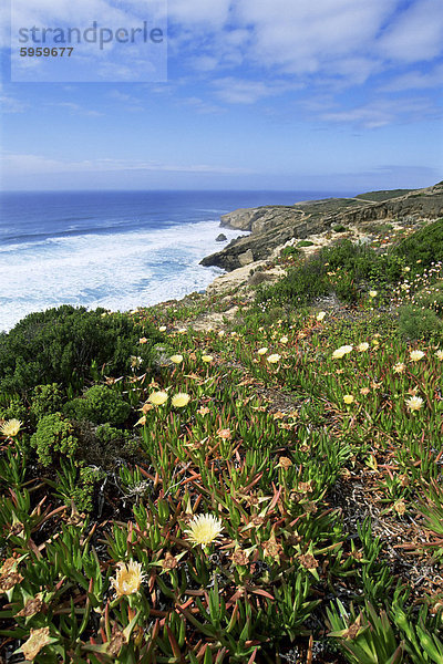 Blumen auf Klippe  Monte Clerigo  Costa Vincente  Algarve  Portugal  Europa