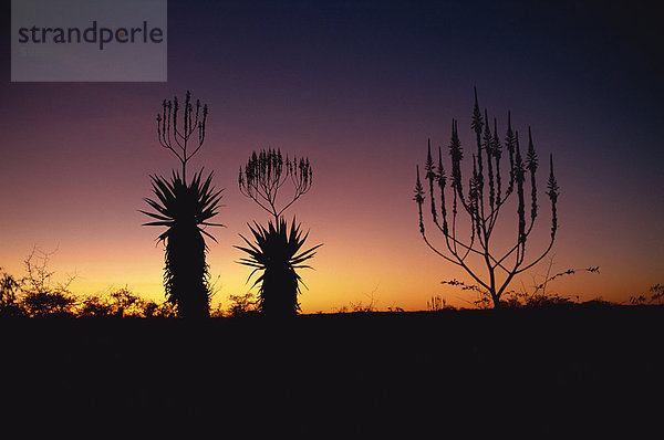 Aloe Arten in Wüste Buschland an der Grenze von Botswana  Namibia  Afrika