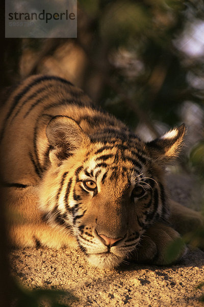 Indo-chinesischen TIGERJUNGES  Panthera Tigris Corbetti  Tiger Sanctualy für beschlagnahmte Tiere  Khao Hin Sohn  Thailand  Südostasien  Asien