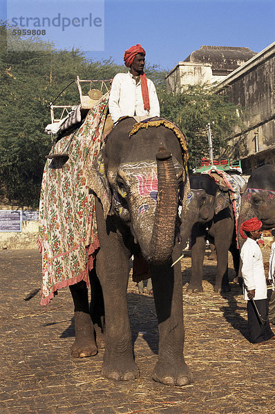 Elefant transport für Touristen  Amber Palast  Jaipur  Rajasthan Zustand  Indien  Asien