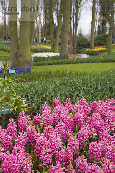 Rosa Hyazinthen  Keukenhof  Park und Gärten in der Nähe von Amsterdam  Niederlande  Europa