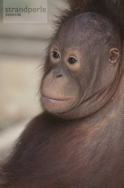 Orangutan Kind  Borneo  Südostasien  Asien