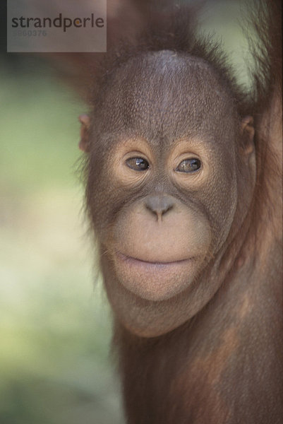 Orangutan Kind  Borneo  Südostasien  Asien