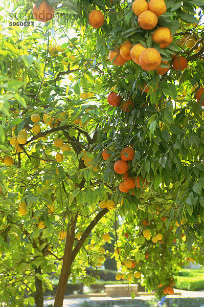 Orangen- und Zitronenbäumen Bäume im Alcazar Gärten  Cordoba  Andalusien  Spanien  Europa