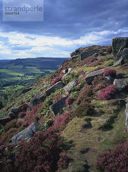 Heather und felsiges Gelände  Froggatt Edge  Derbyshire  England  Vereinigtes Königreich  Europa