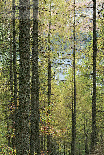 Lowes Wasser durch Bäume  Holme Wood  Seenplatte  Cumbria  England  Vereinigtes Königreich  Europa