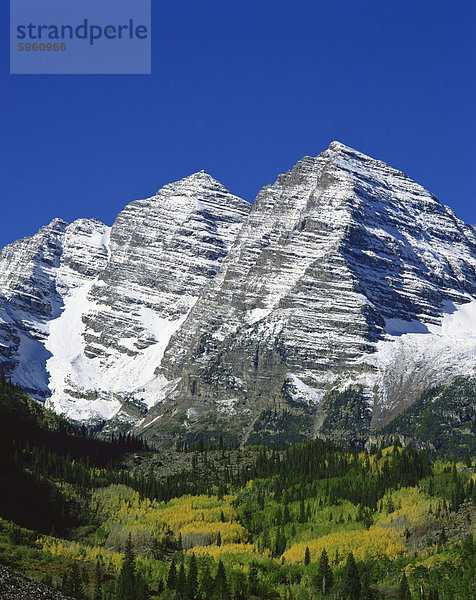 Bäume in Herbstfarben unter Schnee bedeckt Maroon Bell Berge  in Aspen  Colorado  Vereinigte Staaten von Amerika  Nordamerika