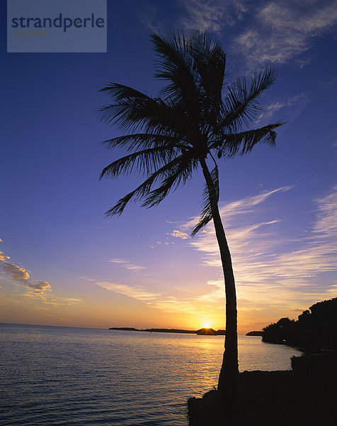Kontur einer Palme gegen den Sonnenuntergang auf der Küste von Florida  Vereinigte Staaten  Nordamerika