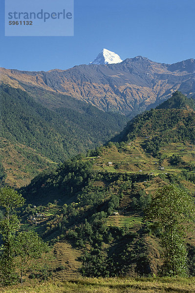 Tipp von Annapurna Süd oben terrassierte Hügel  Blick von Osten von Sikha Dorf  zwischen Tatopani und Ghorepani auf der Jomsom Trek nördlich von Pokhara  Nepal  Asien