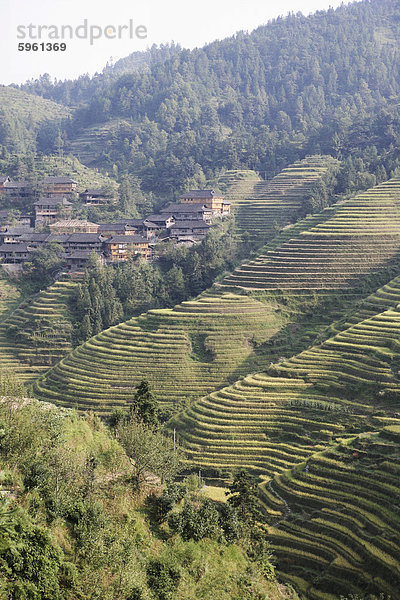 Longsheng terrassierte Reisfeldern  Guilin  Provinz Guangxi  China  Asien