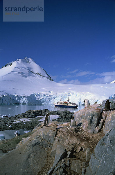 Eselspinguine und Cruiseship World Discoverer  Antarktische Halbinsel  Antarktis  Polarregionen