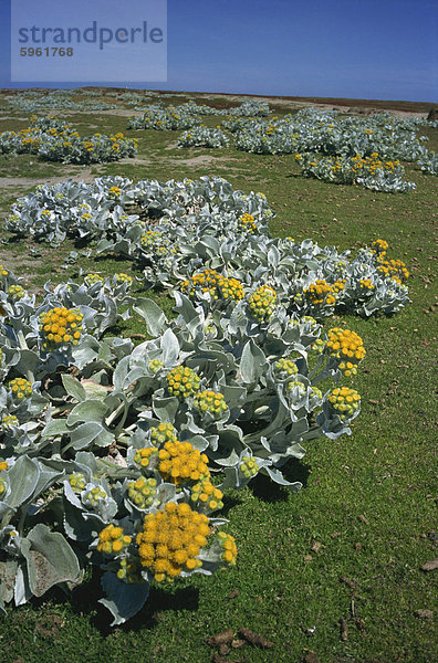 Meer Kohl (Senecio Candicans)  Falkland Inseln  Südamerika