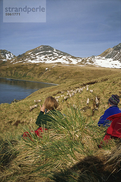 Teil einer Rentier-Herde von norwegischen Walfängern 1911  Südgeorgien  polaren Regionen eingeführt