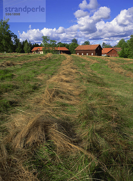 Heu-Trocknung und landwirtschaftlichen Gebäuden im Hintergrund  Ramens Herrgard  östliche Värmland  Schweden  Skandinavien  Europa
