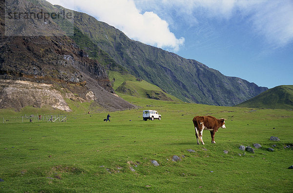 Weiden in der Nähe der Siedlung des Edinburgh  Tristan Da Cunha  Atlantik