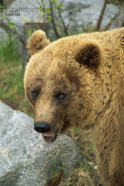 Weiblichen Europäischen Braunbären  Ranua Wildlife Park  Finnland  Skandinavien  Europa