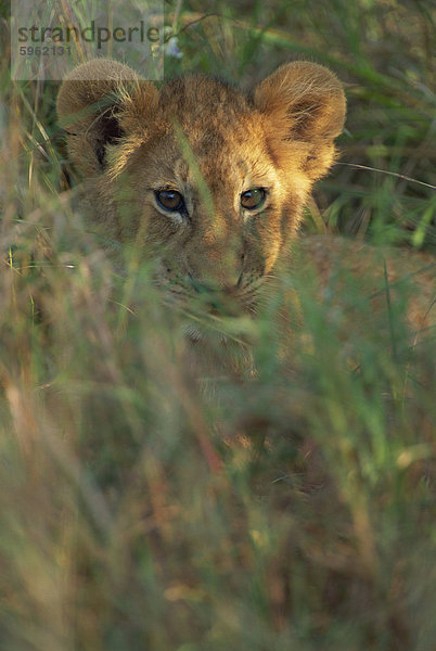 Löwenjunges (Panthera Leo) im Gras  Masai Mara  Kenia  Ostafrika  Afrika