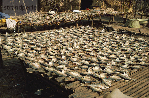 Fisch Trocknen in der Sonne  Gambia  Westafrika  Afrika