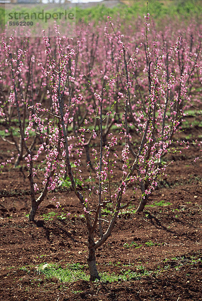 Blüte  Fez  Marrakech Straße  Marokko  Nordafrika  Afrika