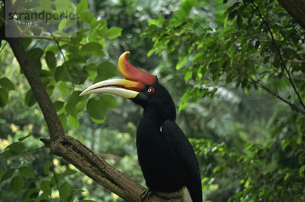 Rhinozerosvogel  Malaysia  Südostasien  Asien