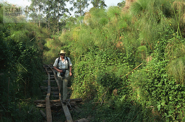 Gehweg im Bau durch Sumpf  Kibale Forest  Uganda  Ostafrika  Afrika