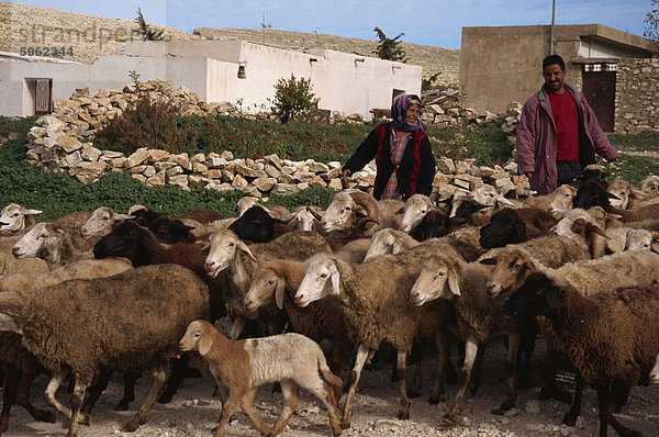 Hüten Ziegen  Dorf von Sidi Mansour  Le Kef  Tunesien  Nordafrika  Afrika