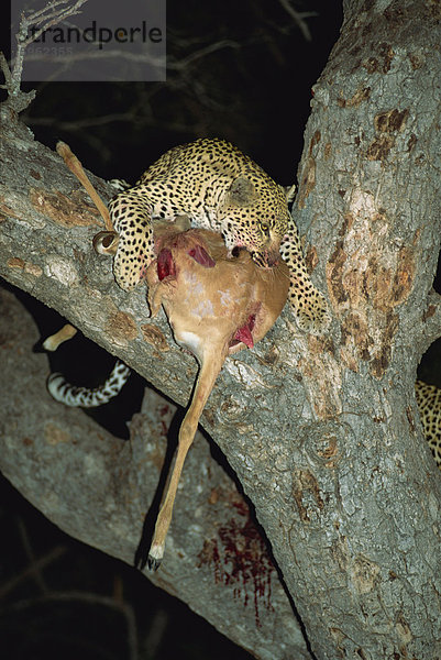 Leopard (Panthera Pardus)  Kruger National Park  Südafrika  Afrika