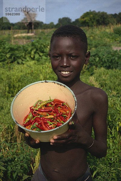 Junge hält Schüssel Chilischoten  Gambia  Westafrika  Afrika