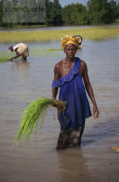 Frauen  die Neubepflanzung Reis  Gambia  Westafrika  Afrika